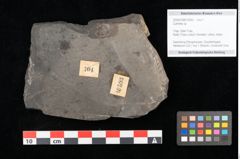 Foto (Objekt + Etikett) von Culmites sp.  (NHMW-GEO-2024-0188-10593)